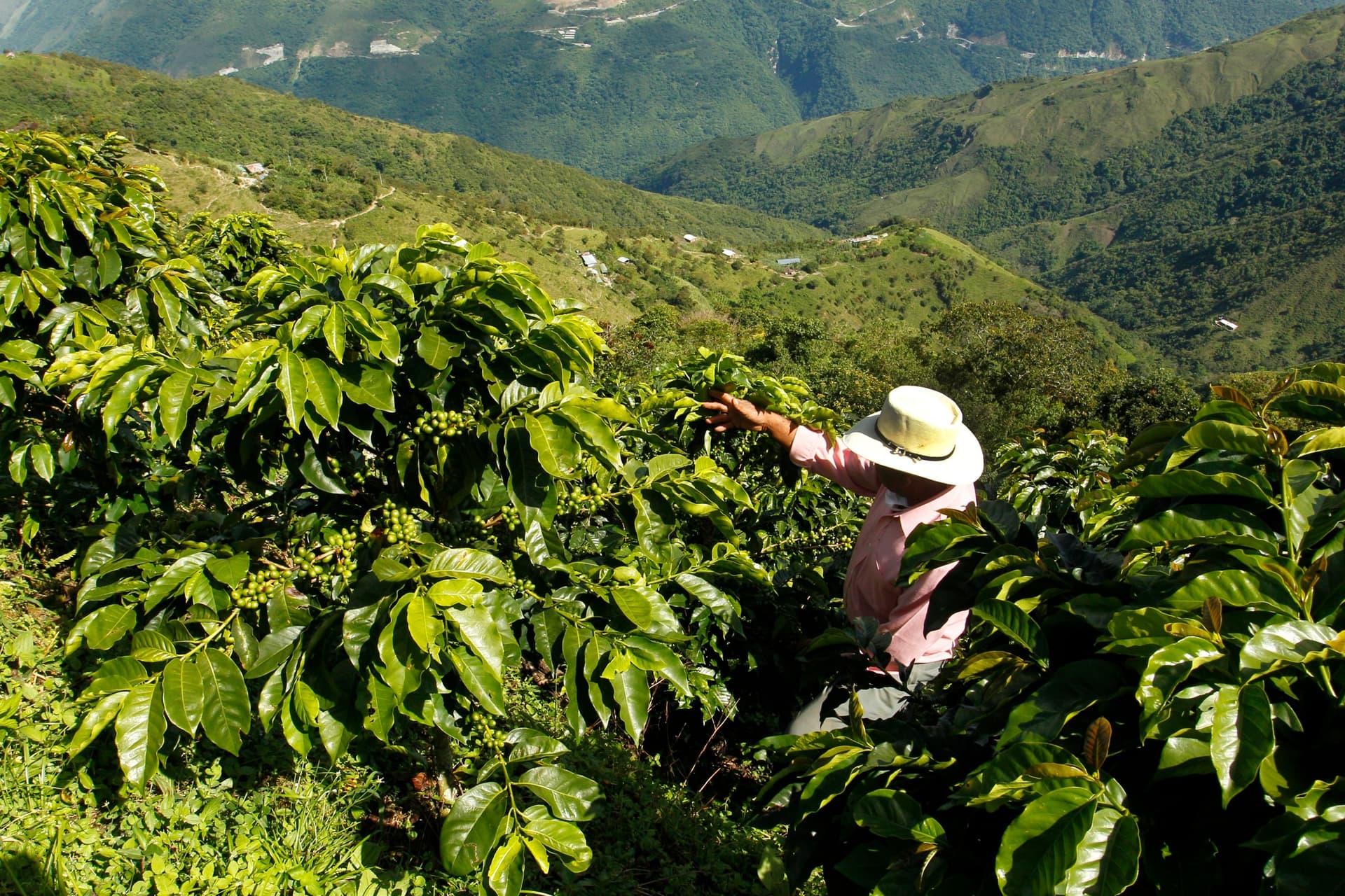 Visitare una piantagione di caffè in Colombia
