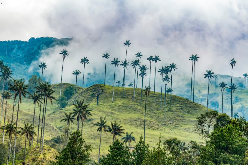 Scopri la Valle di Cocora e le sue palme di cera