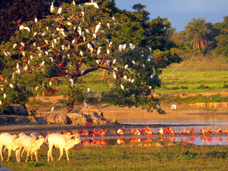 Riserva di Hato La Aurora
