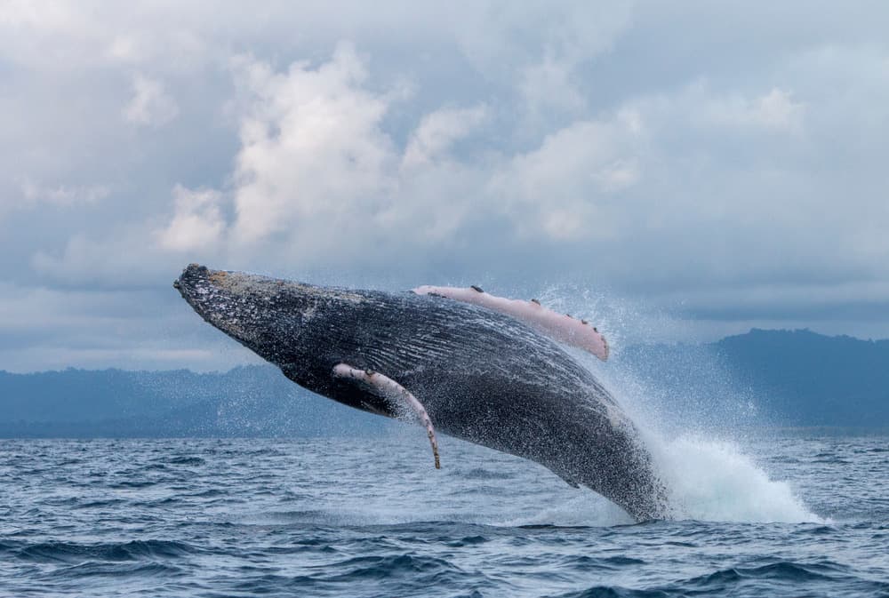 Dove vedere le balene in Colombie?