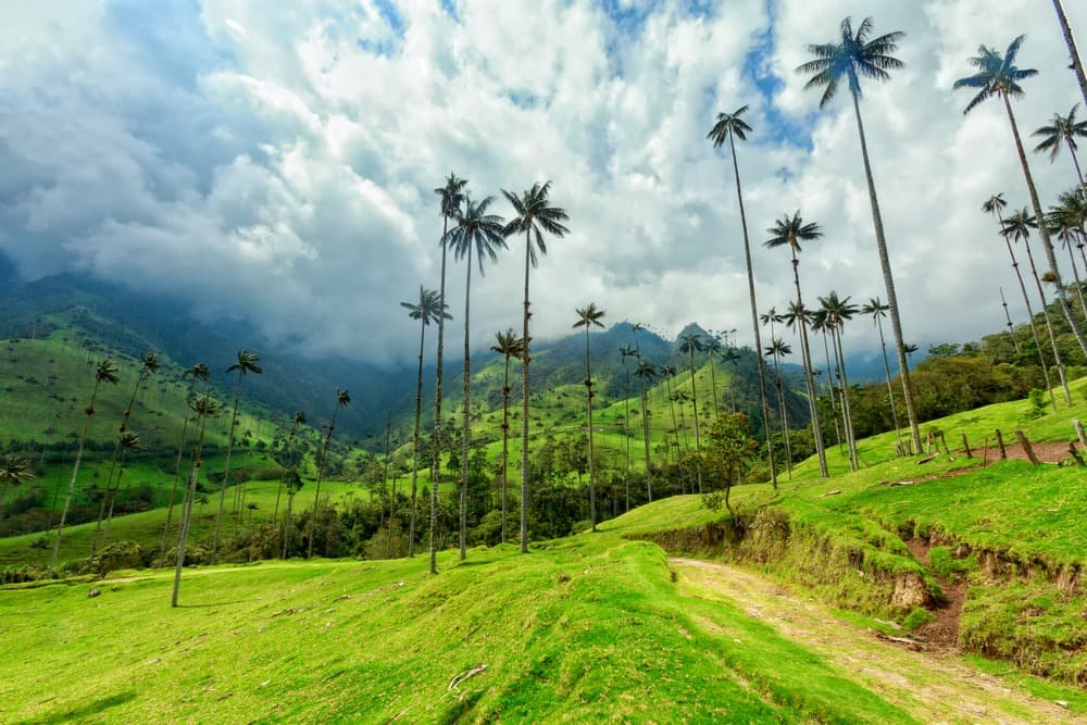 Valle del Cocora