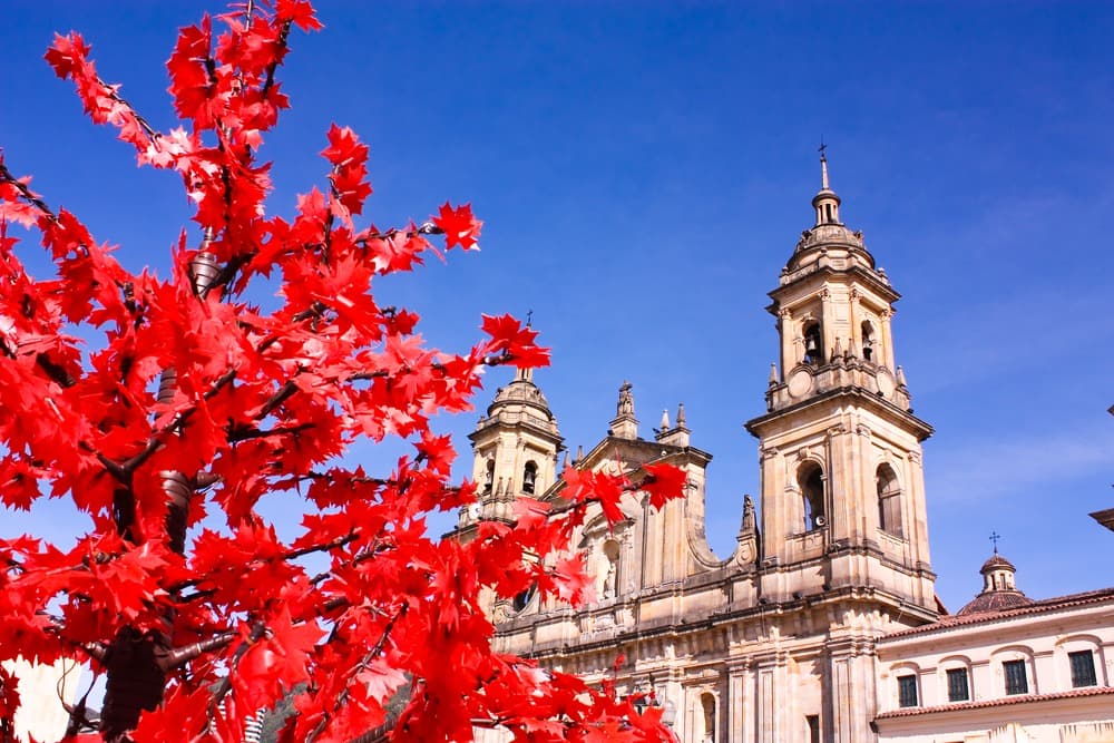 candelaria 4